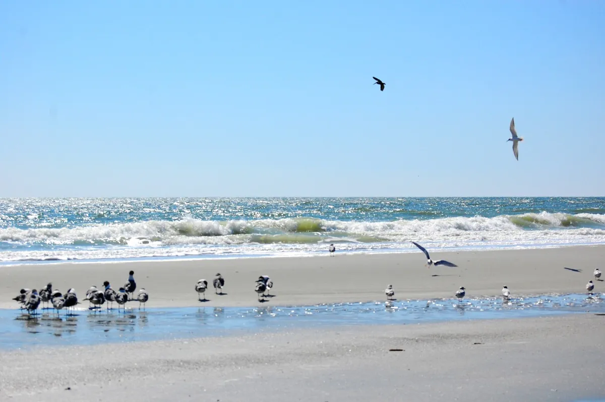 A tranquil beach scene features gentle waves, sandy shores, soaring seagulls, and an expansive sky—capturing the peaceful winter atmosphere of Myrtle Beach. The image evokes the quiet, scenic walks referenced in the section.